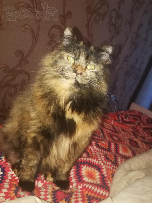 Работа для самосвалов