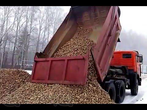 Ищем самосвалы для уборки картошки. Работа в Тверской области